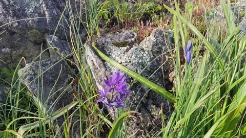 Open Camas blowing in the wind Stock Footage 190813165