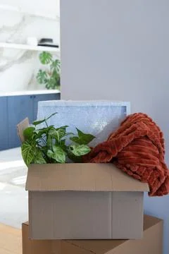 Open cardboard moving box is sitting on light wood floor with plant, wrapped Stock Photos
