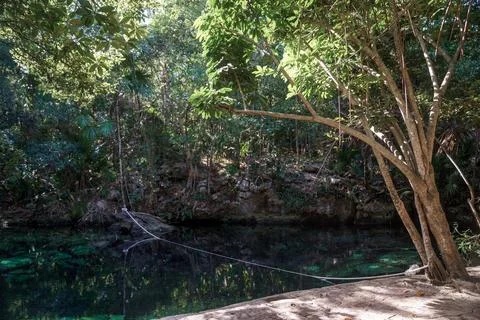 Open cenote pool surrounded by dense tropical palm forest Stock Photos