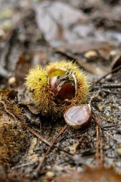 Open chestnut on the ground. Stock Photos