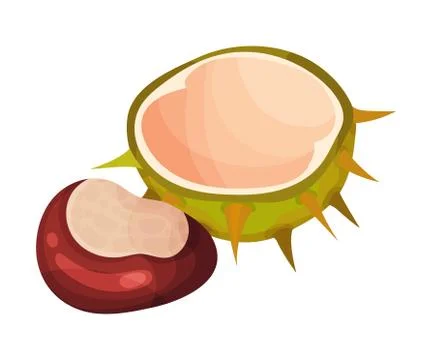 Open Chestnut Thorned Shell with Brown Nut Nearby Vector Illustration イラスト素材