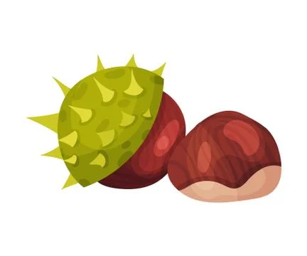 Open Chestnut Thorned Shell with Brown Nut Nearby Vector Illustration Stock Illustration
