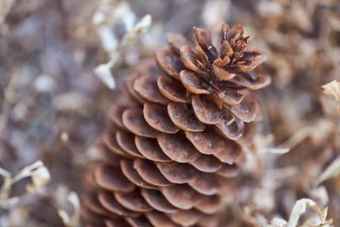 Open Christmas-tree pine cone on a brown background Stock Photos