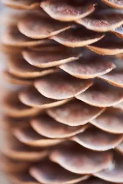 Open Christmas-tree pine cone on a brown background. Macro effect photo. Stock Photos