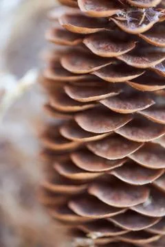 Open Christmas-tree pine cone on a brown background. Macro effect photo. Stock Photos