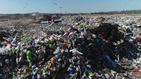 Open city garbage dump. Birds are flying, a bulldozer is leveling piles of waste Stock Footage 150018166