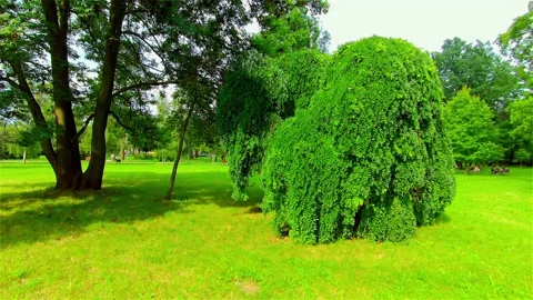 Open City Park in Summer, Trees and Plants, Europe, CZ, Prostejov Stock Footage 136196331