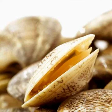 Open clam Stock Photos