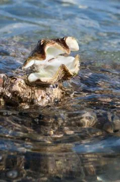 Open Clam Shell Rests on a Rock at the Tide Line Stock Photos
