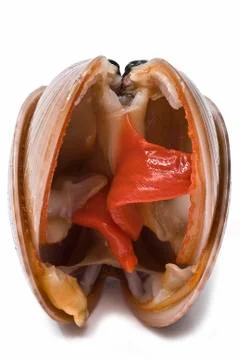 Open clams. Foto stock