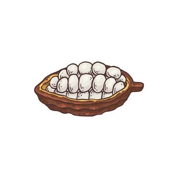 Open cocoa fruit with beans or seeds engraving vector illustration isolated. Stock Illustration