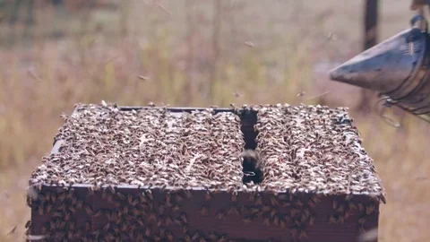 Open commercial bee hive being smoked by beekeeper Vídeo Stock 84263886