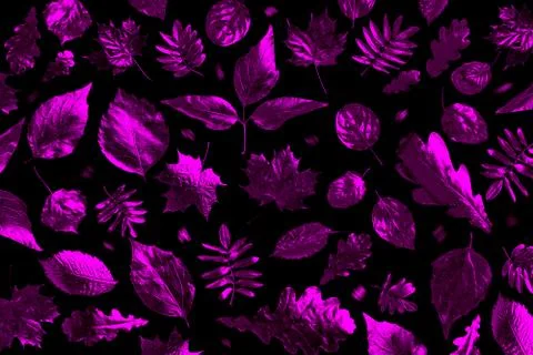 Open composition of different autumn leaves in neon light on a black backgrou Fotos Stock