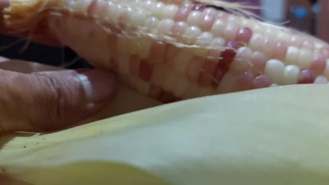 Open the corn and see the white grains Stock Footage 269738457
