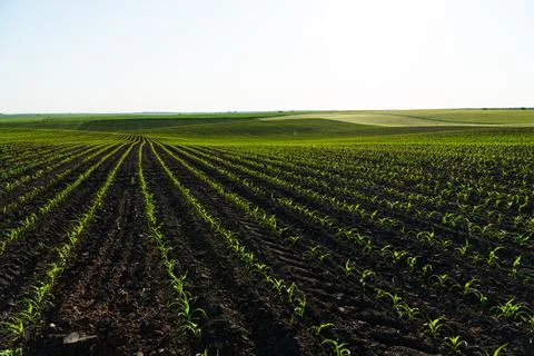 Open corn field at sunset. Corn bean fields in early summer season. Stockfoto's