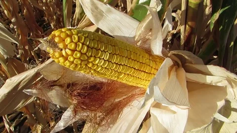 Open corn side view Video stock 139109273
