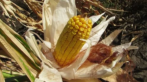 Open corn top view Video stock 139113531
