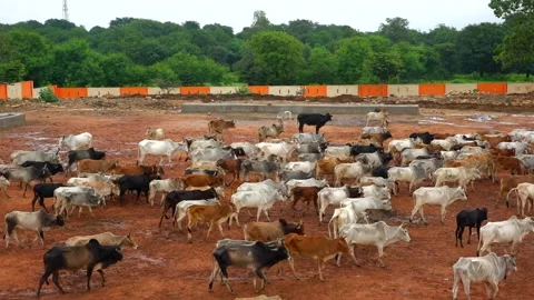 Open cow shed Stock Footage 212012747
