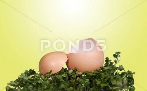 Open cracked egg fantasy photo background for digital manipulation Stock Photos