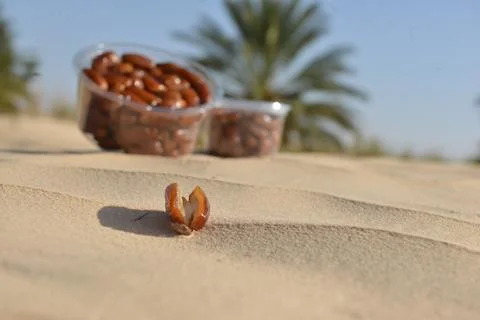 Open date on desert sand with boxes of Tunisian dates in background Foto stock