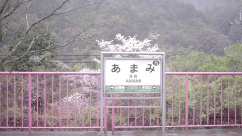 Open Door Sakura Cherry Blossom - Japan Stock Footage 149704872