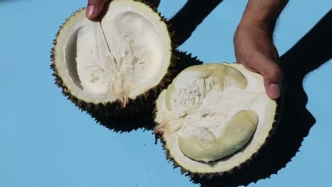 Open the durian fruit. Stock Footage 166823574