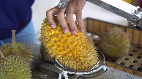 Open durian fruit using metal hand tool Stock Footage 211791410