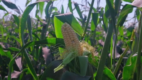 Open ear of corn in a field close up farm Stock Footage 160397629