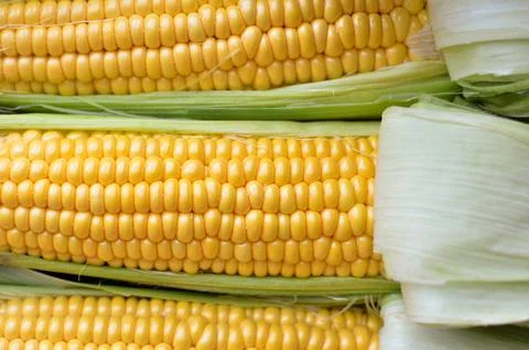 Open ears of ripe corn Stock Photos