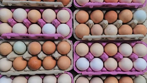 Open egg box with fresh organic colorful eggs in carton packs Stock Footage 204986689