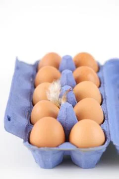 Open egg carton Stock Photos
