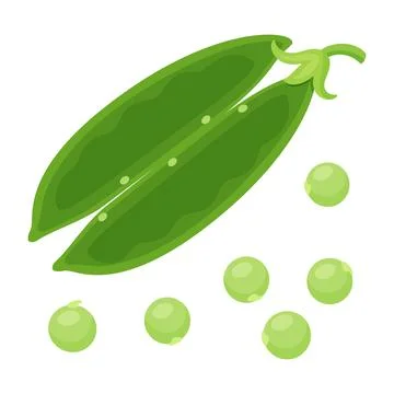 Open empty green pea pod with single sweet peas vector illustration Stock Illustration