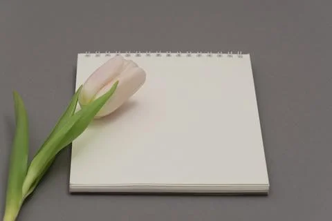 Open empty notebook and bouquet of pink tulip flowers on gray stone table top Stock Photos