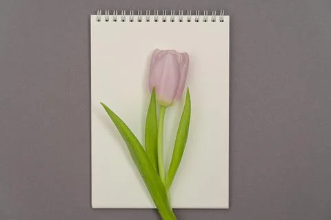 Open empty notebook and bouquet of pink tulip flowers on gray stone table top Stock Photos