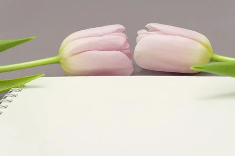 Open empty notebook and bouquet of pink tulip flowers on gray stone table top Stock Photos