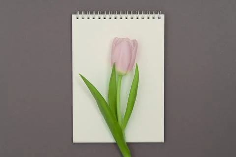 Open empty notebook and bouquet of pink tulip flowers on gray stone table top Stock Photos