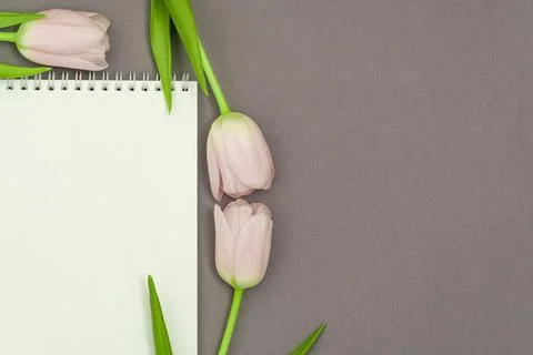 Open empty notebook and bouquet of pink tulip flowers on gray stone table top Stock Photos