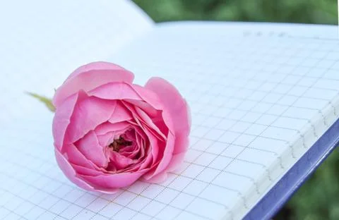 An open empty Notepad, a book with empty pages, a pink rose on top. Romantic  Foto stock