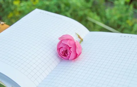 An open empty Notepad, a book with empty pages, a pink rose on top. Romantic  Foto stock