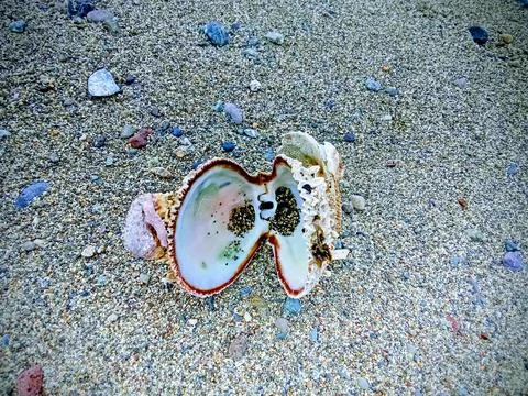 An open empty shell on the sand Photos