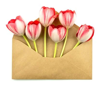 Open envelope with red tulips on white background. Flat lay Stockfoto's