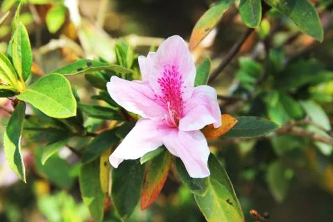 Open-faced Flower 写真素材
