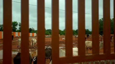 Open farm cowshed in india. Stock Footage 212013258