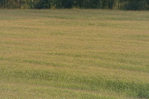 Open Field 324 Stock Footage 534414