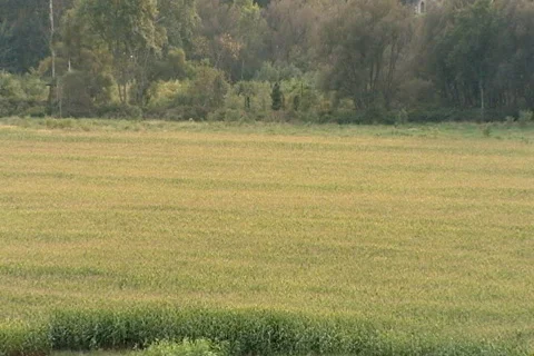 Open Field 325 Stock Footage 534422