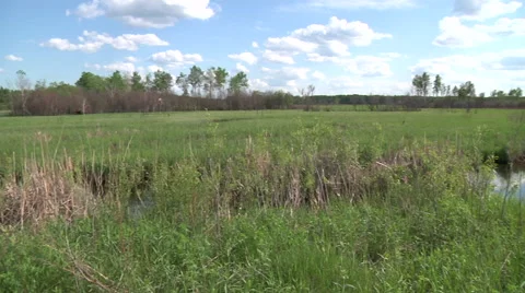 Open Field and Stream Landscape in Minnesota Stock Footage 42763786