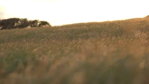 An open field with backlit grass blowing in the wind Stock Footage 83634309