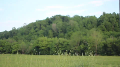 Open Field Vídeos de archivo 39482698