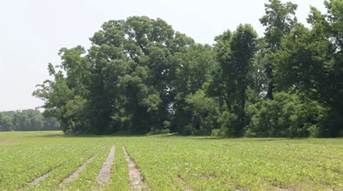 Open Field 스톡 동영상 39589562