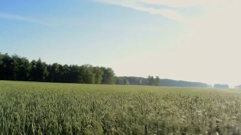 Open field Video stock 80456381